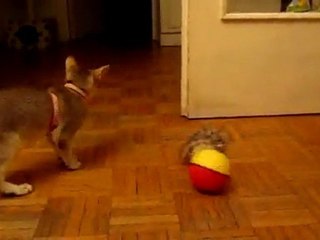 Gazelle et le "furet fou" - Part 2