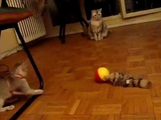 Gazelle et le "furet fou" - Part 4