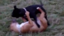 American Staffordshire Terrier caracter y conducta