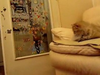 Gazelle et le "furet fou" - Part 3