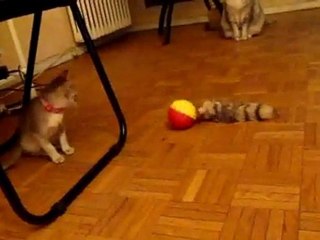 Gazelle et le "furet fou" - Part 5