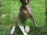 German shorthaired pointer video