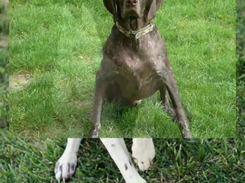 German shorthaired pointer video