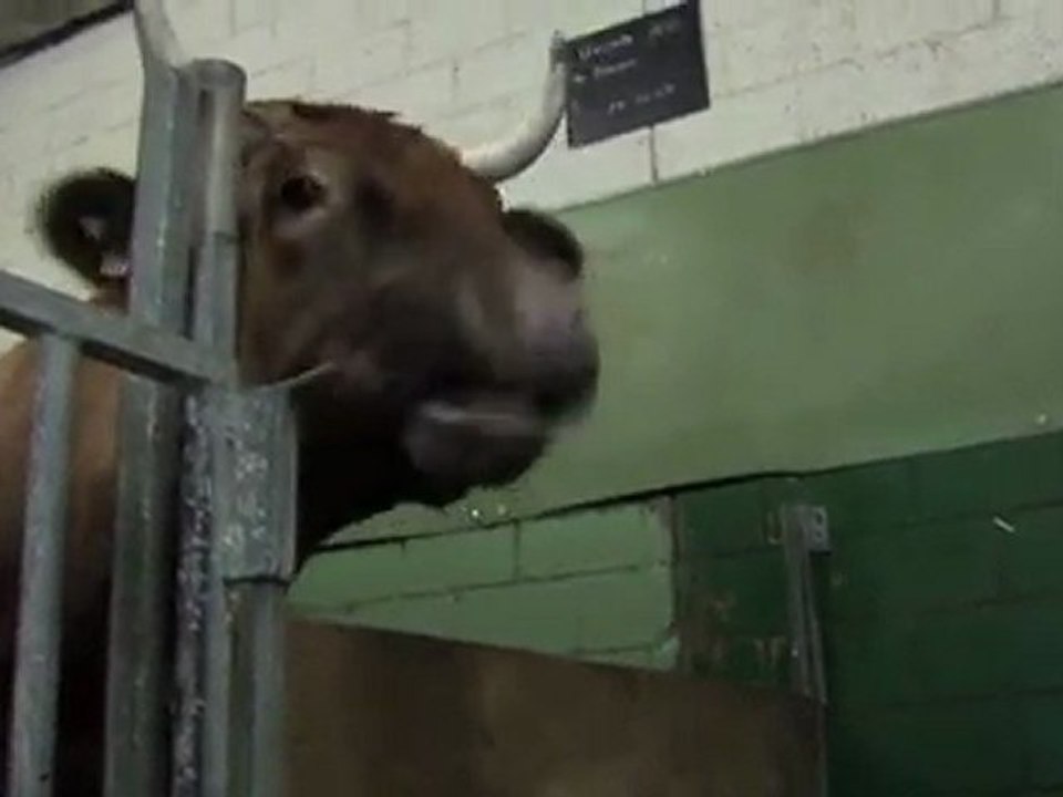 Unglaublich: Meine Kuh Lisa lacht! Real Laughing Cow!!!