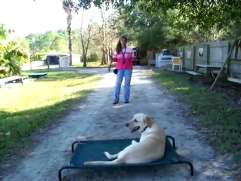 YouTube - How to use electronic-pager e-collar dog training Dogtra