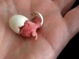 Kuşun yumurtadan çıkışı