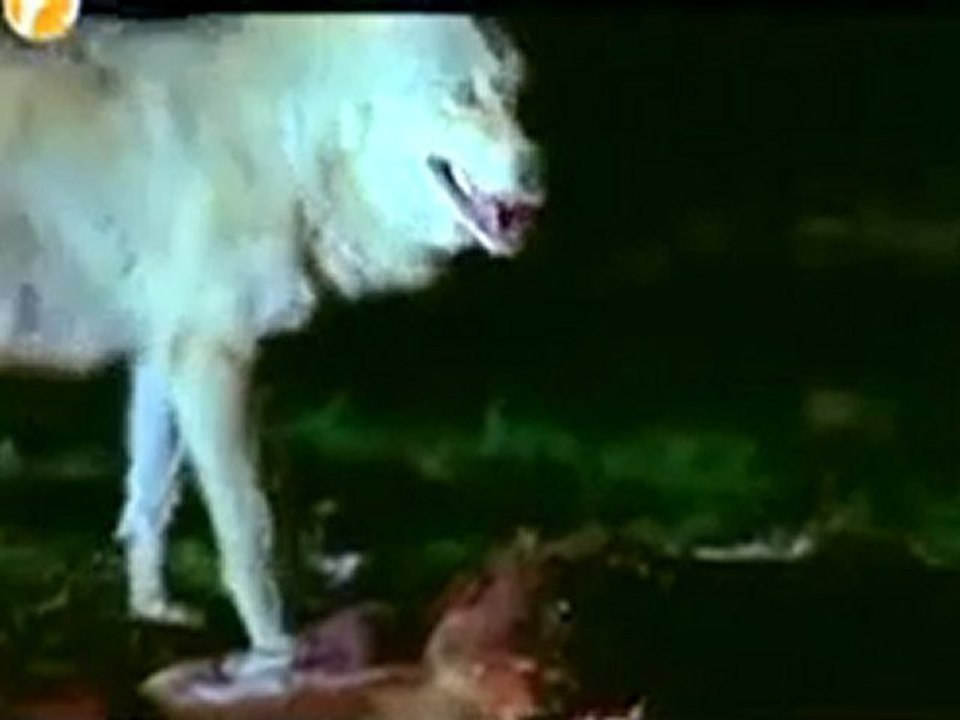 kangal belgesel