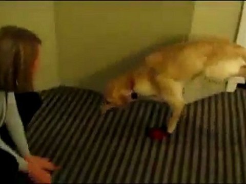 Hilarious Dog In Shoes Tries To Run