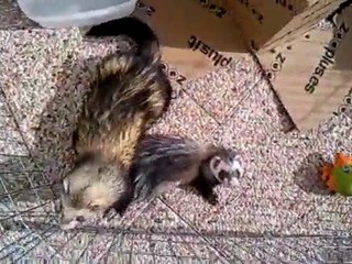 furet et chien