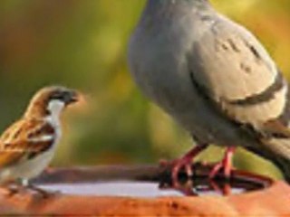 Hayvan Hakkı Nasıl Ödenir?