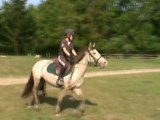 RIVIERA ponette de 6 ans loisirs / poney-club / compétition