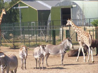 Safari Parki Beekse Bergen