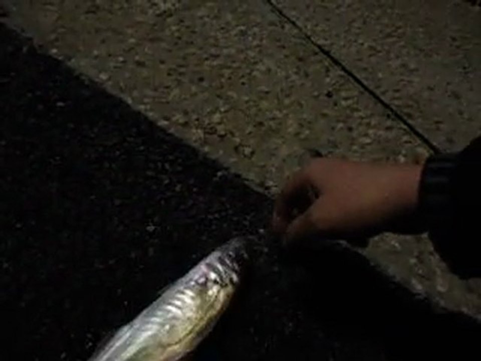 Sévereau en flyrockfishing