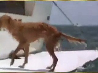 Click Here!köpeğin yunus balığına teşekkürü