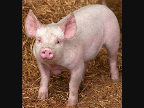 قصيدة هجاء بعنوان اعتذار من الخنزير