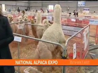 Подборка смешных и прикольных животных - NEW! (by LOLnet.ru)