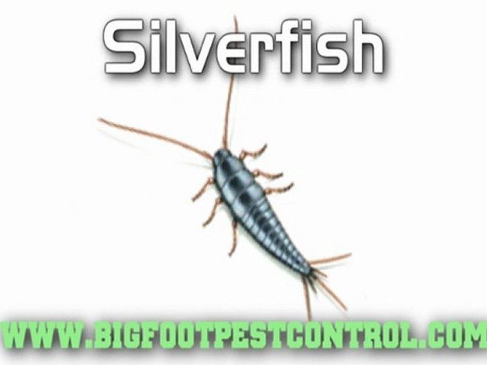 Pest exterminator Barrington Elk Grove Palatine Buffalo Grove