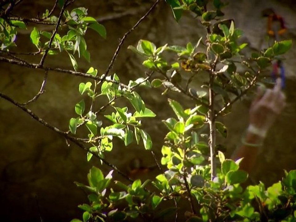 Escalade: Céline Fergeau, 7c à vue