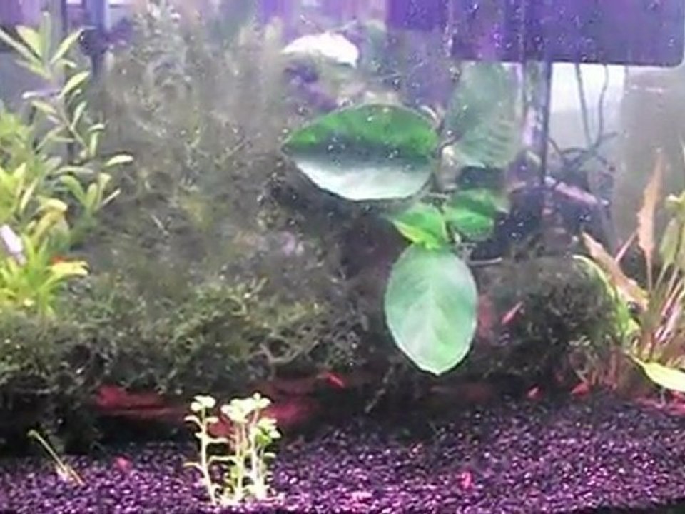 40lt Bitkili - Revizyon [HD]