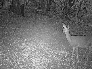 courte poursuite dans la foret de brageac