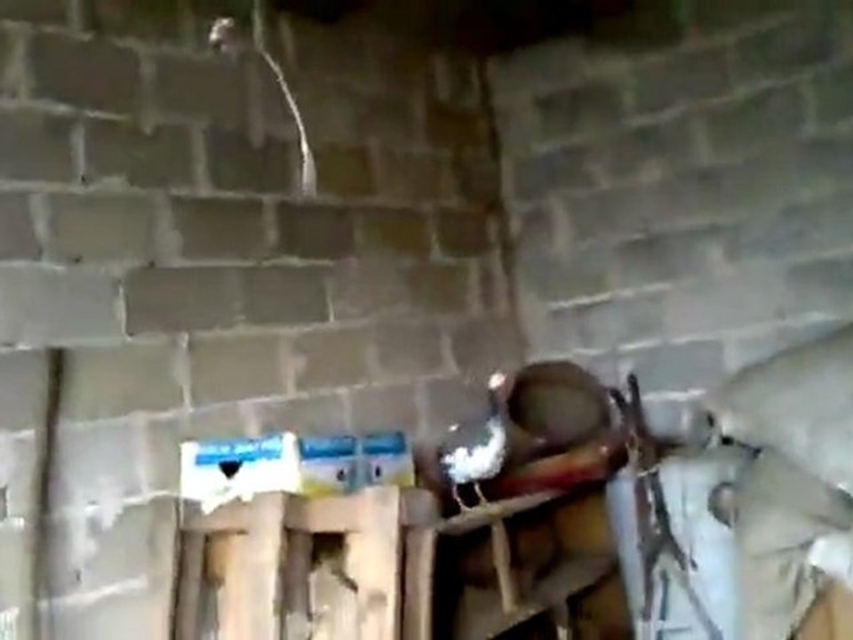 Uccello beffato dal vetro