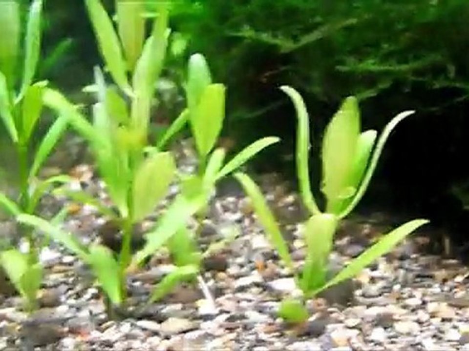 Ista Co2 Seramik Difüzör [HD]