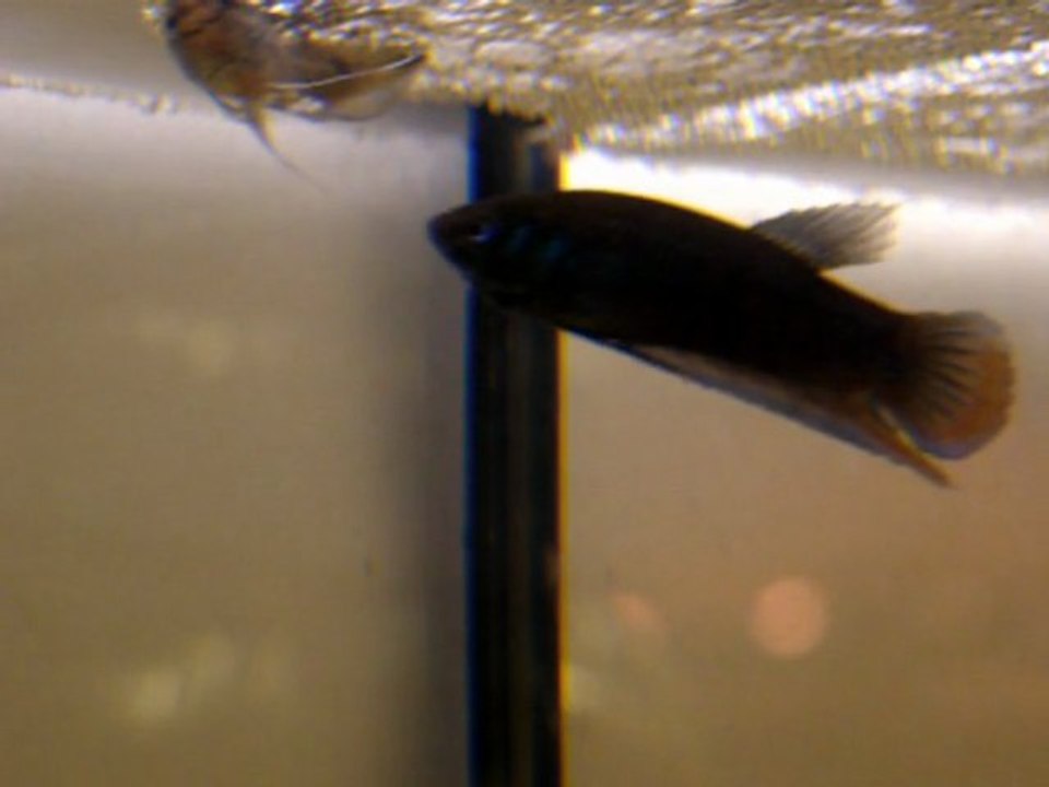 betta imbellis repro