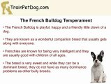 American BullDogs, English Bulldogs and French BullDogs - How Are They Different