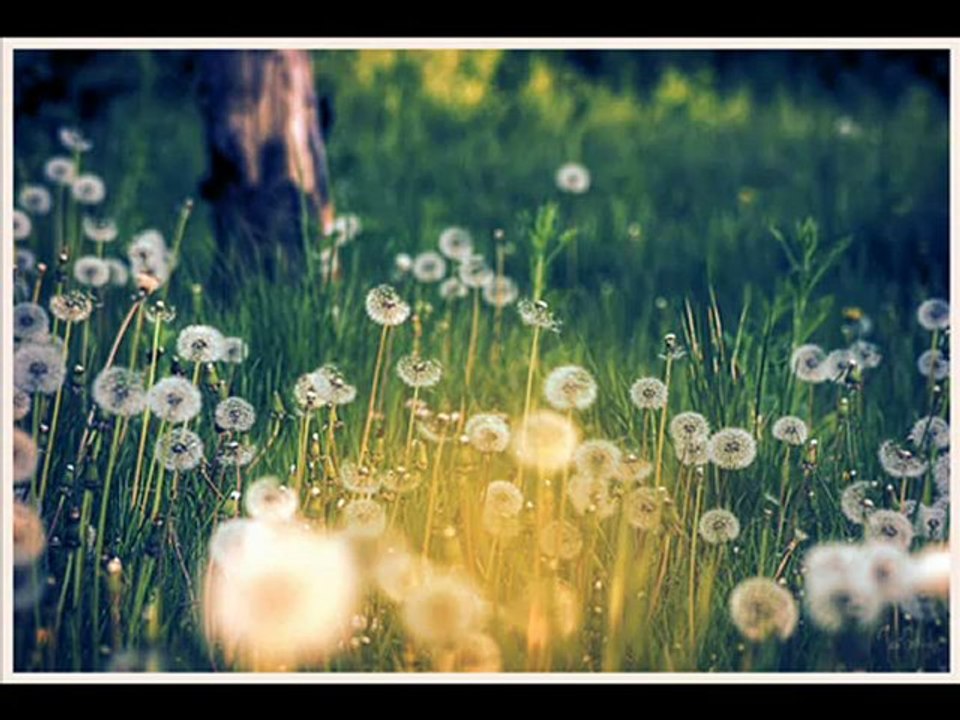 吉田亜紀子 / KOKIA - Fate 【Japanese Music】