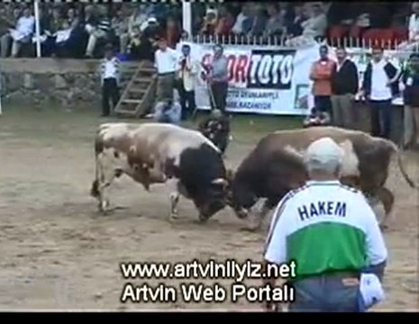Artvin Kafkasör Festivali Boğa Güreşleri 2007