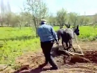 Çiftçinin Türküsü-Tayyip Büktü Belimi