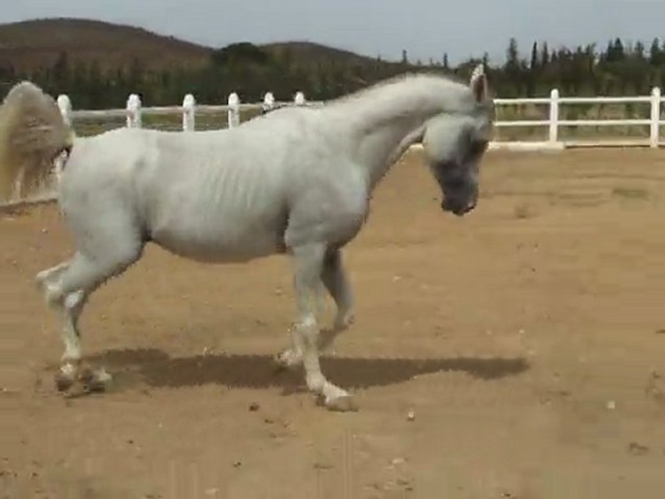 Vidéo 4 Okacha