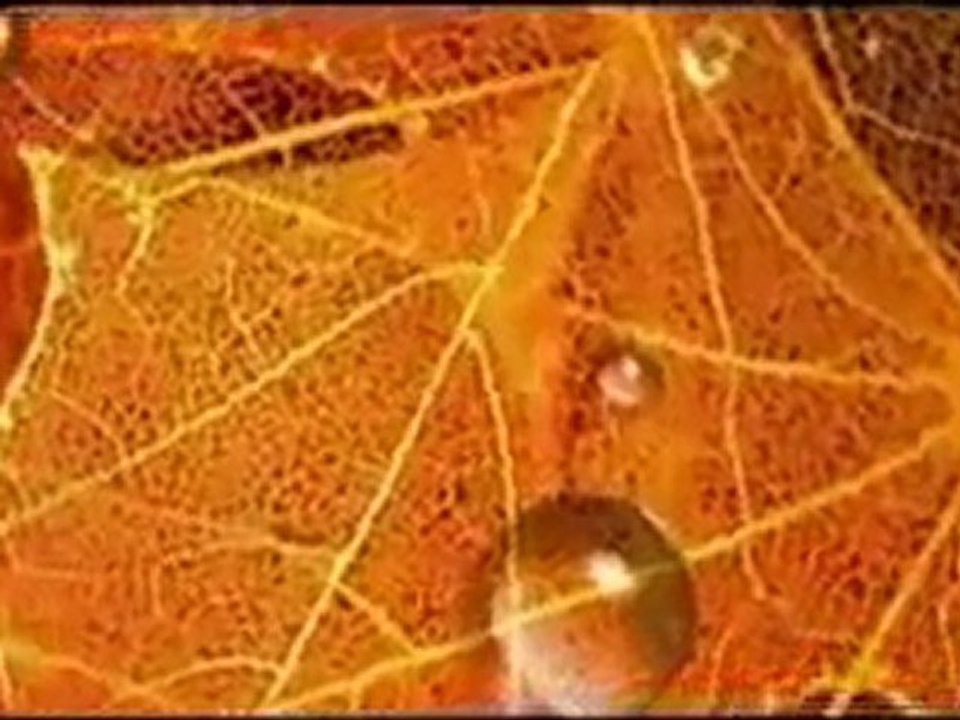 ikuko kawai margarita concerto