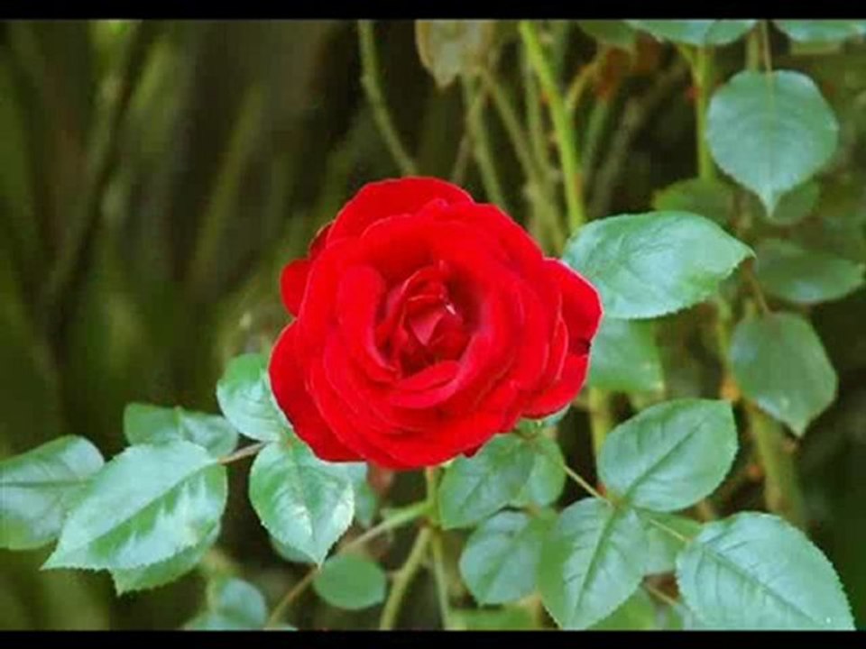 hakan taşıyan-sevda sokağı ULASILMAZ_