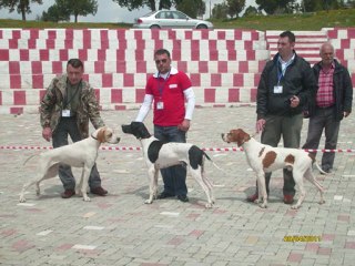Tavşanlı Irk Standartları Yarışması Bölüm 1