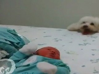 chien qui n'arrive pas à sauter sur le lit