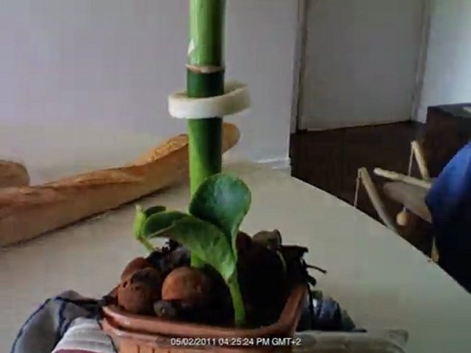 Pumpkin time lapse