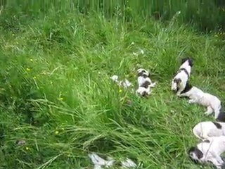 Portée d'Epagneuls Français à 36 Jours : Sieste