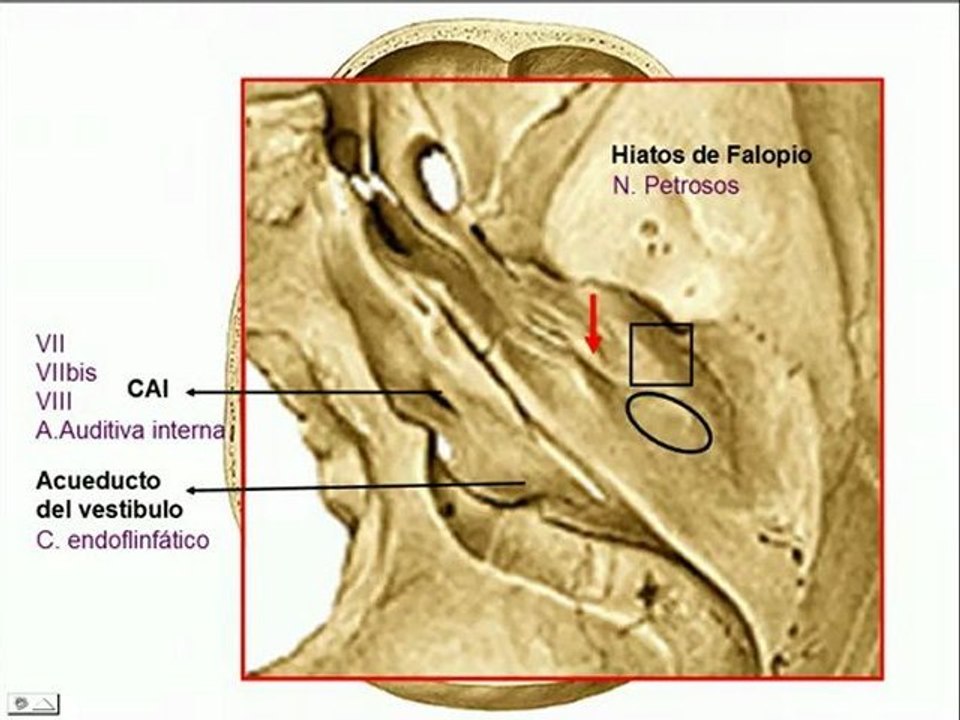 Agujeros de la Base Cráneo