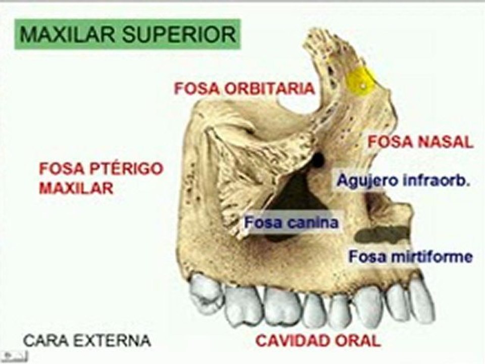 CARA 1 - Maxilar superior