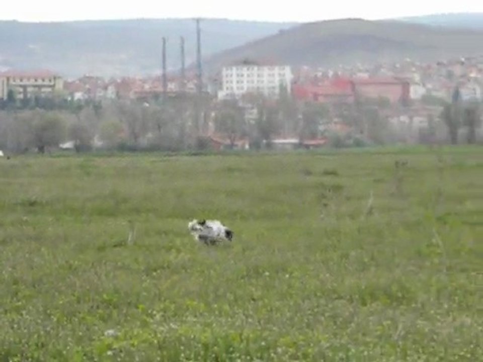 Kütahya Tavşanlı Mera Yarışması