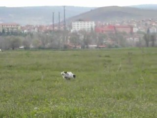 Kütahya Tavşanlı Mera Yarışması