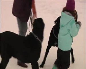 Tallinna TV kennel Dei Masaniello