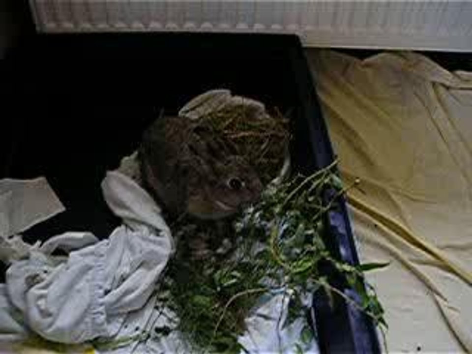 Skrollan nach OP 12.8.06 006