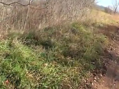 British Beagle avyaban.com - ergo