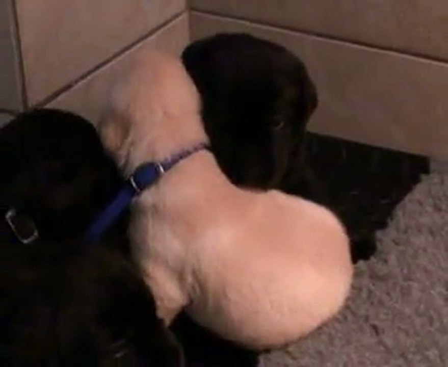 Portée Caline 2011 : Chiots à 3 semaines