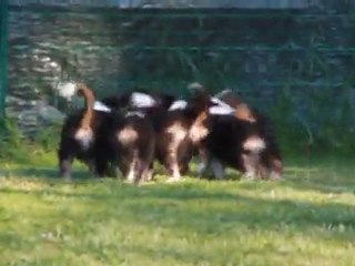 bébés Balzane 8 semaines