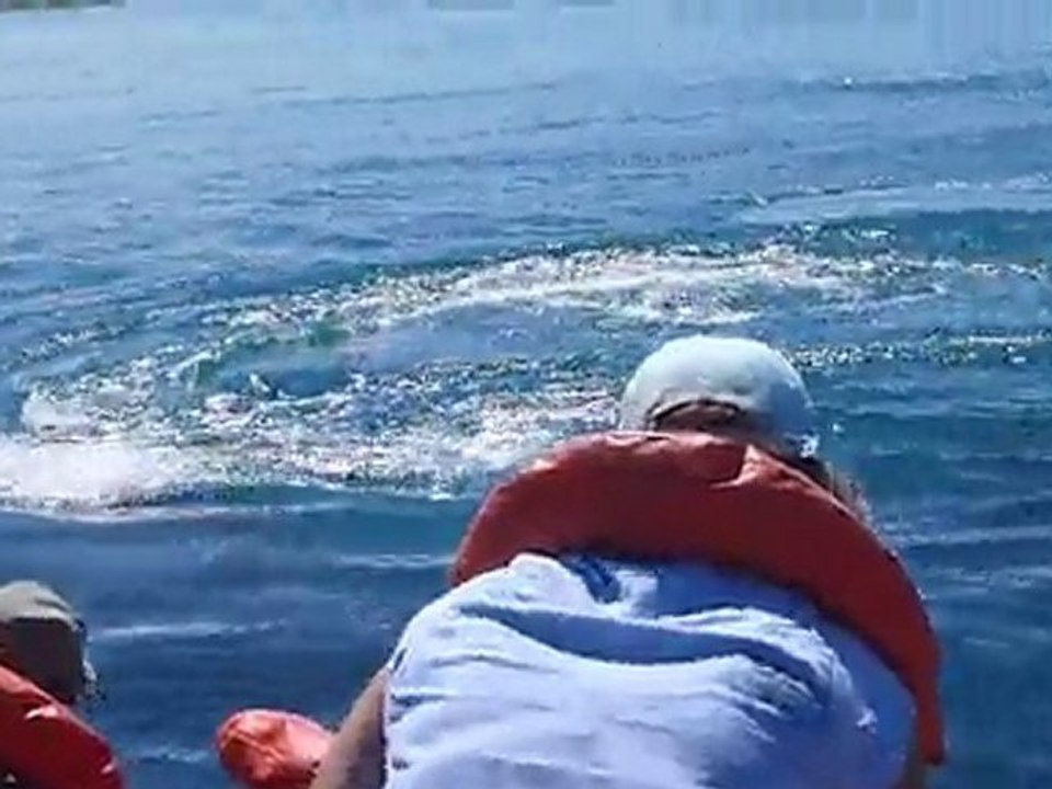 LilieVlad Peninsule Valdes Baleines