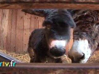 Je m'apppelle Bosco et je suis né le 1er Mai dans les fortifications