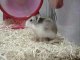 Animaux hamster roue